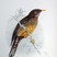 Olive Thrush